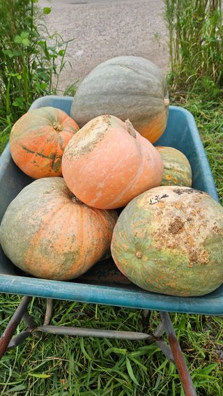 종철아님의 호박 · 자유게시판 작성글 사진