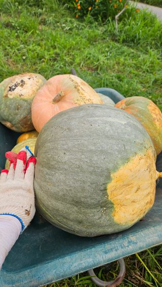 종철아님의 호박 · 자유게시판 작성글 사진