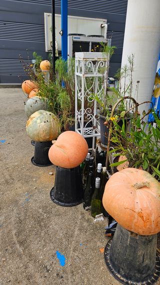 종철아님의 호박 · 자유게시판 작성글 사진