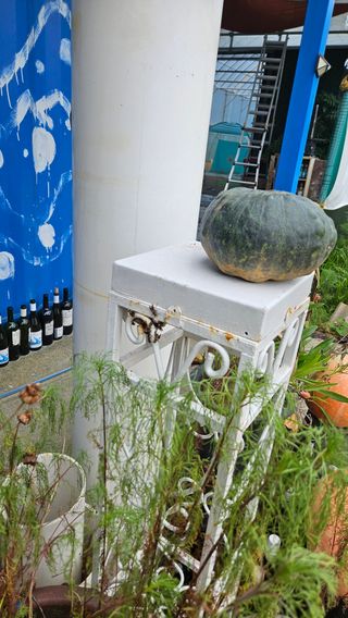 종철아님의 호박 · 자유게시판 작성글 사진