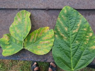 최석님의 콩 · 병해충상담 작성글 사진