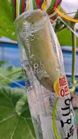 팜모닝 호박·병해충상담 게시글 이미지