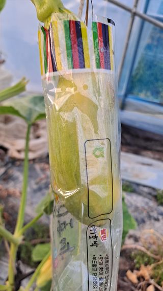 토마토초보농부님의 호박 · 병해충상담 작성글 사진