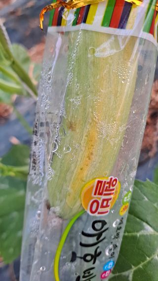 토마토초보농부님의 호박 · 병해충상담 작성글 사진