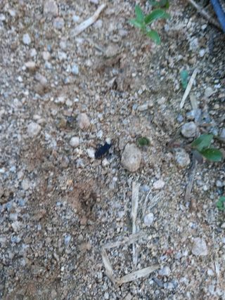 omany님의 고추 · 병해충상담 작성글 사진