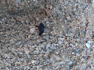 omany님의 고추 · 병해충상담 작성글 사진