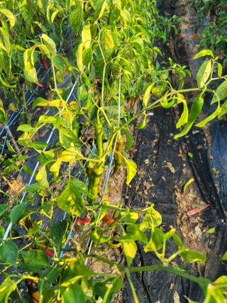 호경기님의 고추 · 병해충상담 작성글 사진