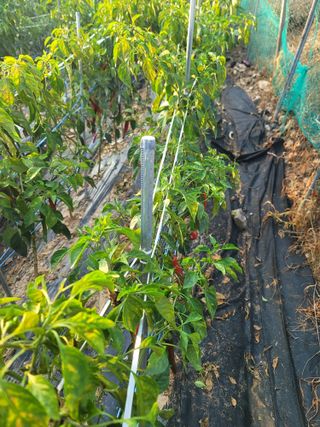 호경기님의 고추 · 병해충상담 작성글 사진