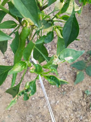 이연희님의 고추 · 병해충상담 작성글 사진