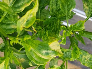 이연희님의 고추 · 병해충상담 작성글 사진