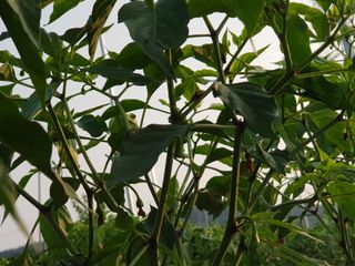 이연희님의 고추 · 병해충상담 작성글 사진