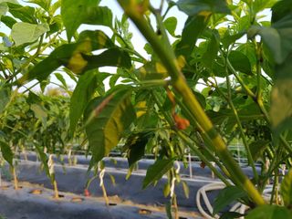 이연희님의 고추 · 병해충상담 작성글 사진