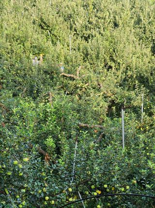 삼일 농장(거창)님의 사과 · 일상 작성글 사진