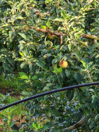 삼일 농장(거창)님의 사과 · 일상 작성글 사진