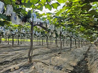 이해숙님의 포도 · 자유게시판 작성글 사진