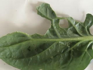 오공손님의 시금치 · 병해충상담 작성글 사진