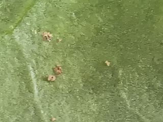 오공손님의 시금치 · 병해충상담 작성글 사진