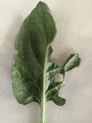 오공손님의 시금치 · 병해충상담 작성글 사진