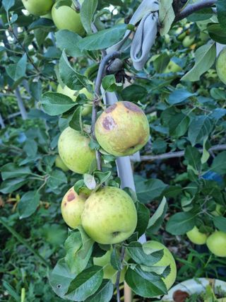 홍길의님의 사과 · 병해충상담 작성글 사진
