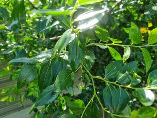 이병두님의 기타작물 · 병해충상담 작성글 사진