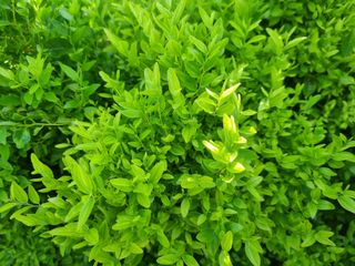 이병두님의 기타작물 · 병해충상담 작성글 사진