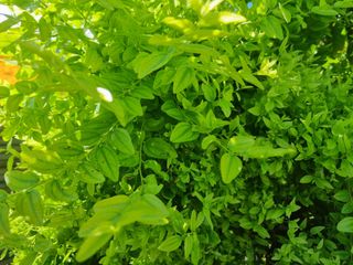 이병두님의 기타작물 · 병해충상담 작성글 사진