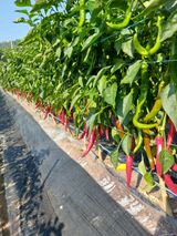 팜모닝 고추·영농일지 게시글 이미지