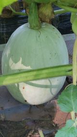 팜모닝 자유주제·자유게시판 게시글 이미지