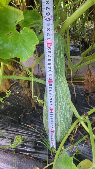 산막골농부님의 자유주제 · 자유게시판 작성글 사진