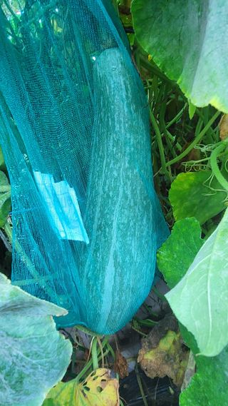 산막골농부님의 자유주제 · 자유게시판 작성글 사진