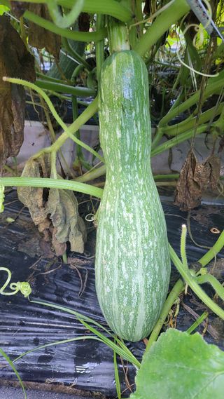 산막골농부님의 자유주제 · 자유게시판 작성글 사진