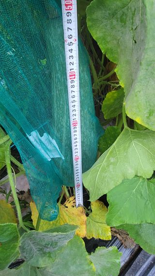 산막골농부님의 자유주제 · 자유게시판 작성글 사진