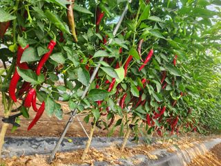 조원구(햇빛촌농장)님의 고추 · 일상 작성글 사진