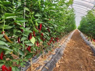 조원구(햇빛촌농장)님의 고추 · 일상 작성글 사진