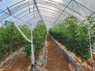 조원구(햇빛촌농장)님의 고추 · 일상 작성글 사진