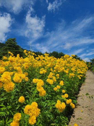 홍천산채농원 조원영님의 자유주제 · 자유게시판 작성글 사진