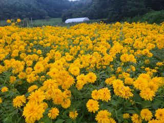 홍천산채농원 조원영님의 자유주제 · 자유게시판 작성글 사진
