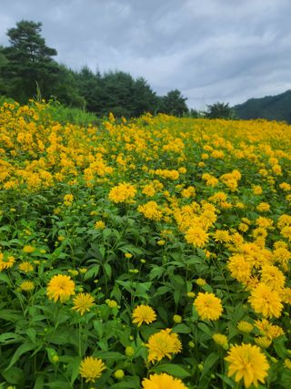 홍천산채농원 조원영님의 자유주제 · 자유게시판 작성글 사진