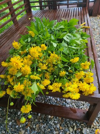 홍천산채농원 조원영님의 자유주제 · 자유게시판 작성글 사진