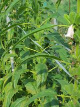 팜모닝 참깨·자유게시판 게시글 이미지