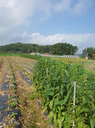 농민아점씨님의 참깨 · 자유게시판 작성글 사진