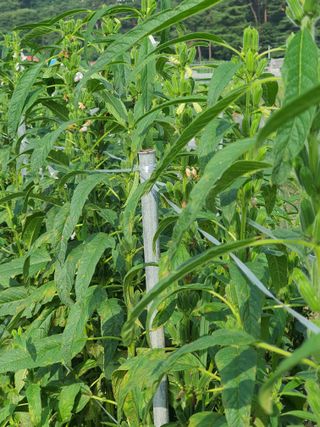 농민아점씨님의 참깨 · 자유게시판 작성글 사진