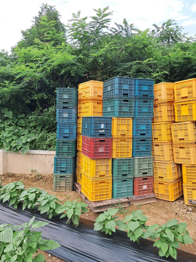 장터 상품 [콘티박쓰 ] 썸네일