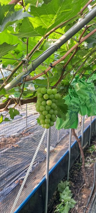 윤세열님의 병해충 박멸! 살충제 추천 · 참여글 작성글 사진