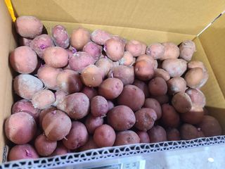 김수향님의 감자 · 자유게시판 작성글 사진