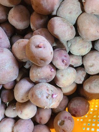 김수향님의 감자 · 자유게시판 작성글 사진