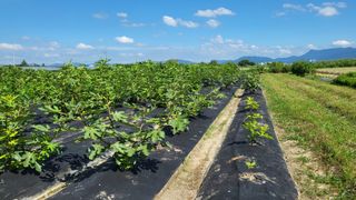 늘푸른 농장주님의 기타작물 · 영농일지 작성글 사진