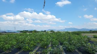 늘푸른 농장주님의 기타작물 · 영농일지 작성글 사진