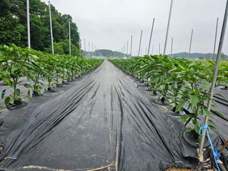 주명숙님의 고추 · 일상 작성글 사진