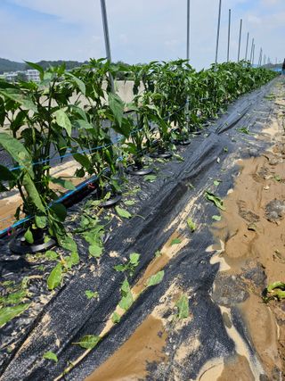 주명숙님의 고추 · 일상 작성글 사진